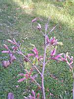 Acer shirasawanum cv Aureum (fam Aceracees) (Photo F. Mrugala) (2)